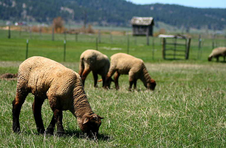 Sheep grazing green grass