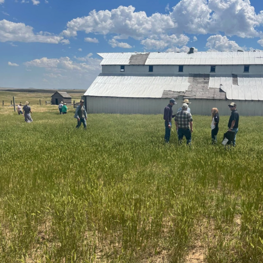 Ranchers in a field with a barn in the background