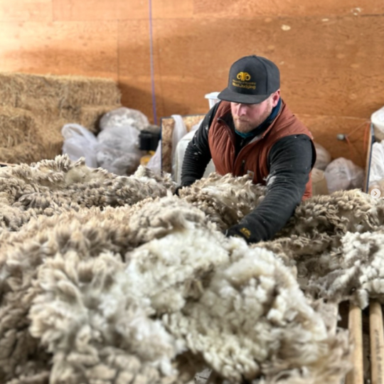 Man skirting wool