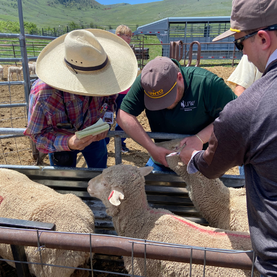 ranchers inspecting sheep for parasite symptoms
