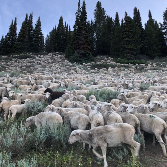 Range flock on a mountain