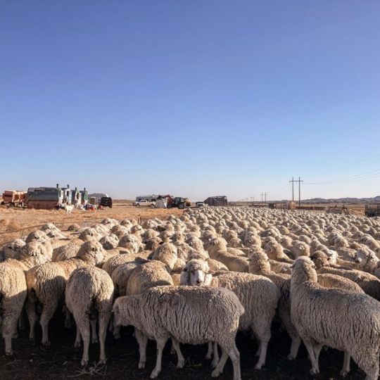 Sheep flock and shepherds trailers