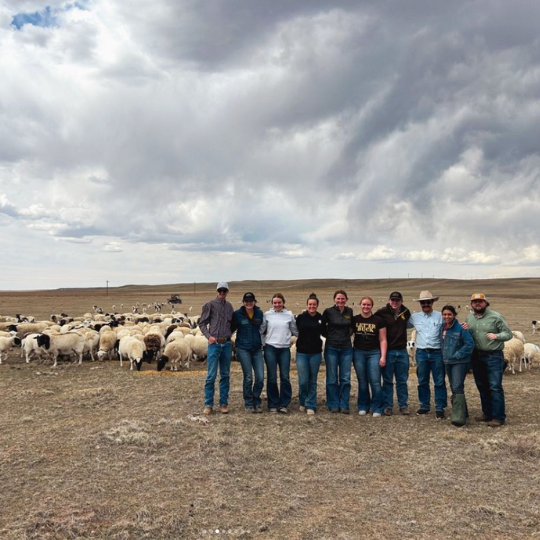 hair sheep and students on the Wyoming range