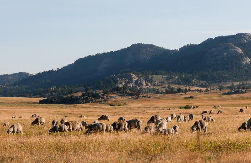 Sheep Grazing Wyoming Range