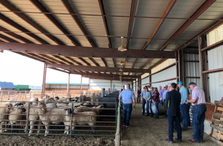 Sheep producers standing in front of a pen of sheep