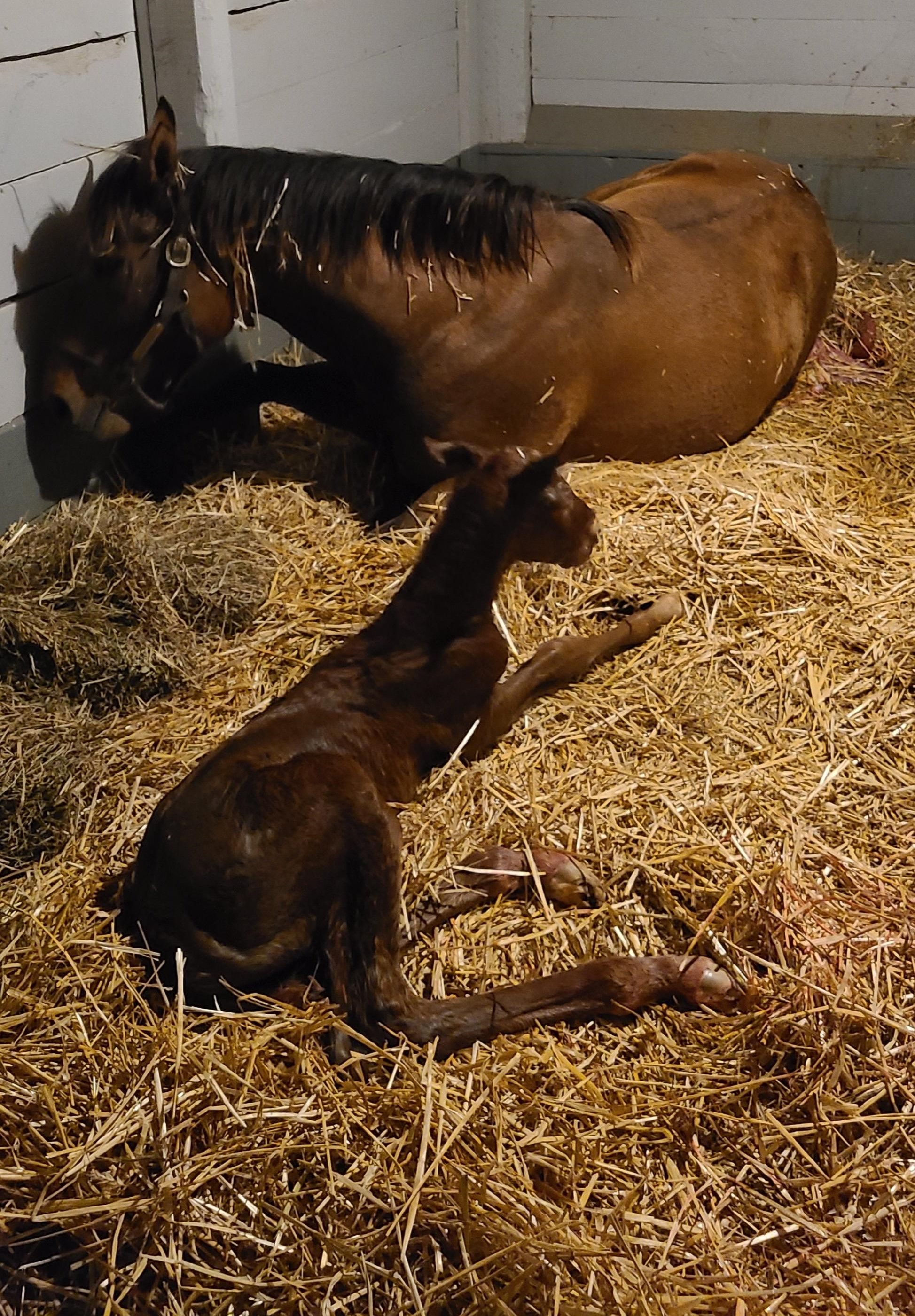 Mare and her new foal