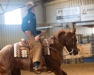 Ranch Horse