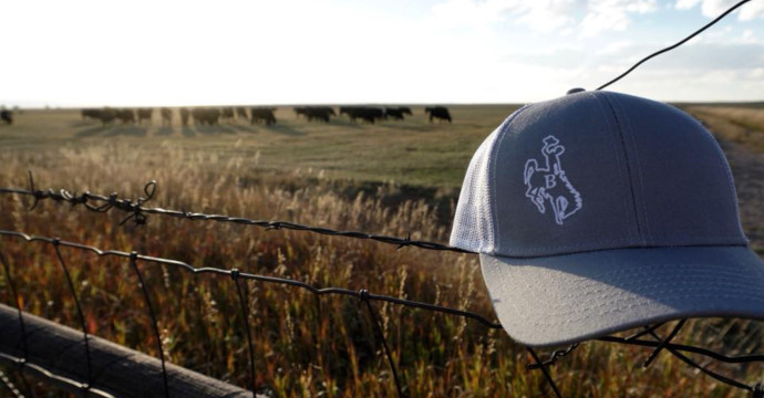 Block and Bridle promotional hat sitting on a fence with cows in the background. 