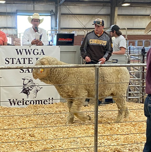 Wyoming State Ram Sale
