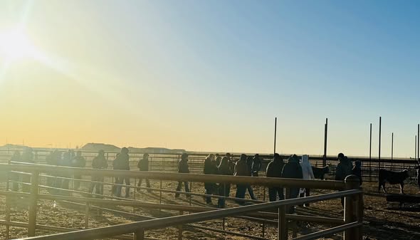 2025 Livestock Judging
