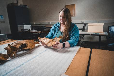 Cassidee Thornhill inspecting an animal jawbone and partial skull