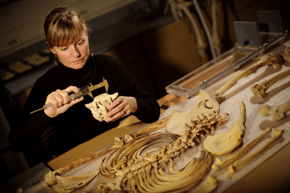 Dr. Melissa Murphy measuring a vertebra with calipers.