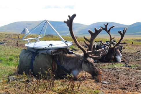 Reindeer in Mongolia carrying a communication dish.