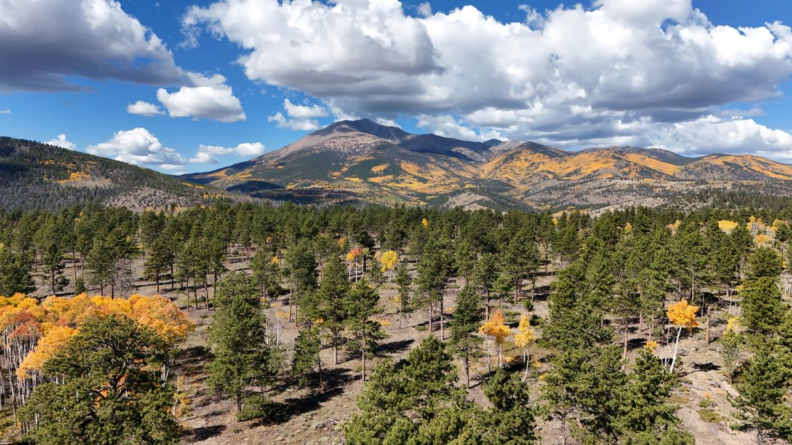 A scenic view of dense green pine forests with scattered golden autumn trees. Background features a mountain range under a sky with fluffy clouds, conveying tranquility.