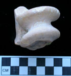 Plistocene horse astragalus.