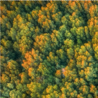 abundant trees graphic