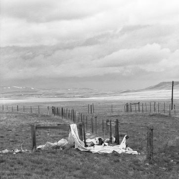 Black and white photograph of a prairie fence line draped with plastic trash.