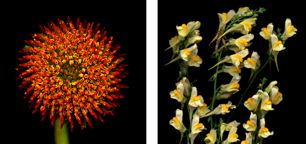 The Botanical Series: The Photographic work of Gerald Lang and Jennifer Anne Tucker
