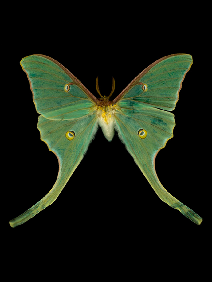 Luna Moth