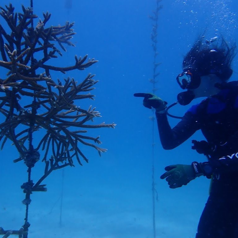 A graduate student inspects a piece of coral underwater