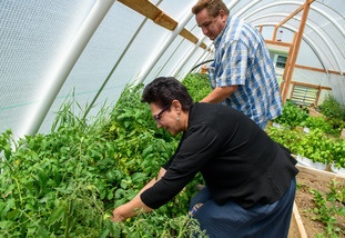 UW community members harvest plants from a greenhouse
