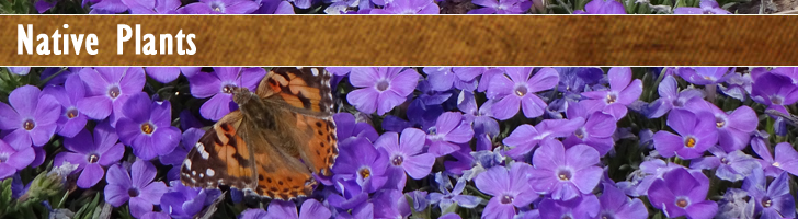 Picture of butterfly on native phlox flowers.