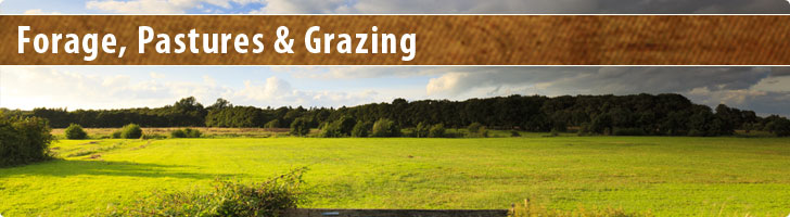 Forage, Pastures & Grazing