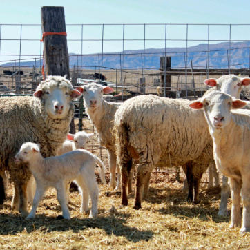 A small flock of sheep standing in a fenced pasture, including several adult sheep and one lamb, with a rural farm setting in the background.