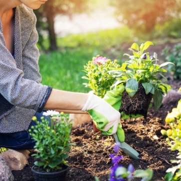 an individual wearing gardening gloves using a small shovel to transplant a small plant with roots 