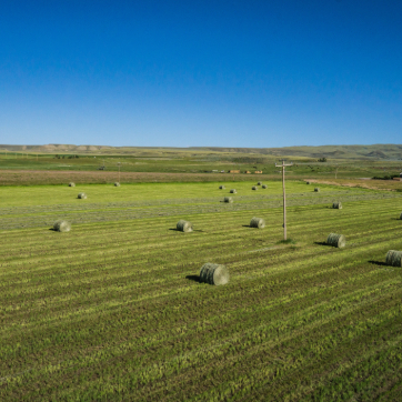 Round hay bales scattered across a green agricultural field under a clear blue sky.