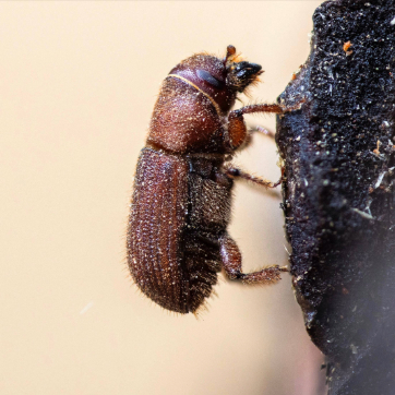 Close-up of a small brown beetle on a dark surface, showing detailed texture and legs.