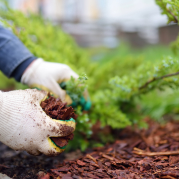 Person wearing gardening gloves planting green foliage in a mulched garden bed.