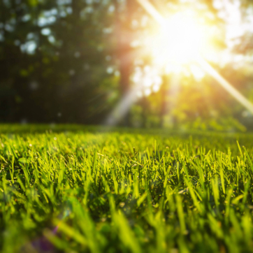 Low-angle view of green grass with bright sunlight shining through trees in the background.