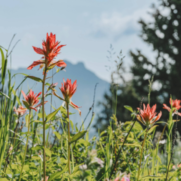 Red wildflowers growing in a grassy field with mountains and blue sky in the background.