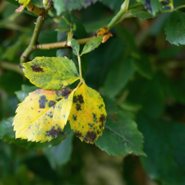 Yellow leaf with dark spots and discoloration on a plant, indicating possible disease.