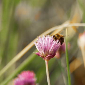 Bee collecting nectar from a pink clover flower with blurred natural background.
