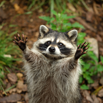 Raccoon standing upright with front paws raised, looking toward the camera in a wooded area.