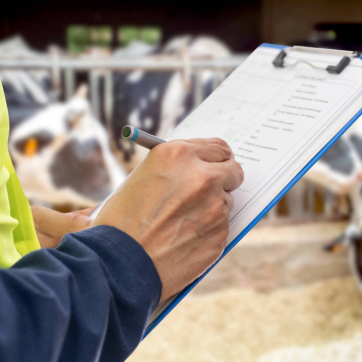 Person holding a clipboard and pen while inspecting cattle inside a barn or livestock facility.
