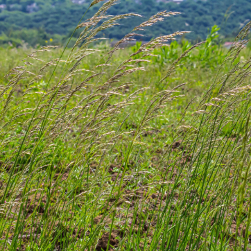 Tall native grasses swaying in the wind across a sunlit hillside with a blurred green landscape in the background.
