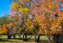 Trees with leaves turning red in the fall.