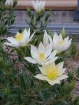 Blazing star flowers