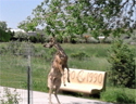 Deer eating leaves on a tree besides a path.