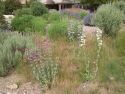 Garden berm next to a parking lot