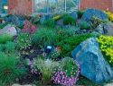 Rock garden type plants blooming in a variety of colors