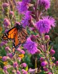 Purple liatris flower with orange butterfly feeding on it.