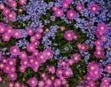 Bright pink purple and blue flowers