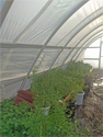 Green plants in pots inside a high tunnel.