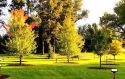 Trees in a park with signs in front of them.