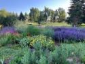 Image of a garden in a park.