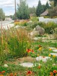 Image of a garden in September